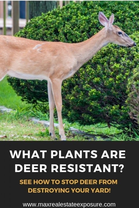 How to Prevent Deer From Ruining Your Landscaping