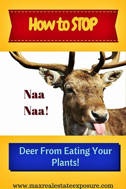 How to Stop Deer From Eating Your Plants 